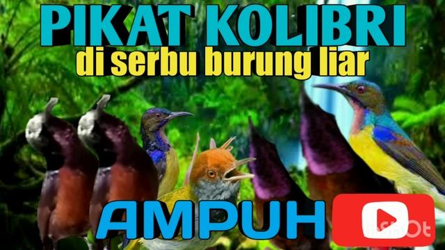 CUKUP 1 MENIT SAJA MP3 suara pikat semua jenis burung Kolibri смотреть онлайн