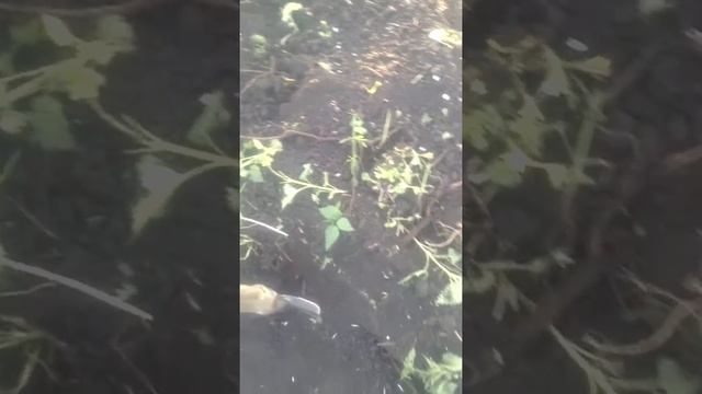 Пруд своими руками часть1 смотреть онлайн