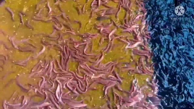 singi fish farming cement tank without oxygen income 25 lacs 6 month business idea смотреть онлайн