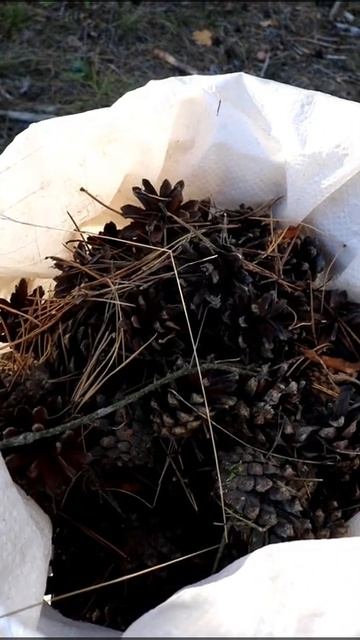 УБИРАЕМ ЛЕС ОТ ШИШЕК И ХВОЙНОГО ОПАДА. И ЛЕС БУДЕТ ЧИЩЕ, И НАМ МУЛЬЧА😀 смотреть онлайн