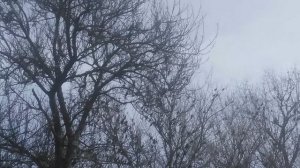 Скворцы прилетели  VID_20250315_121854