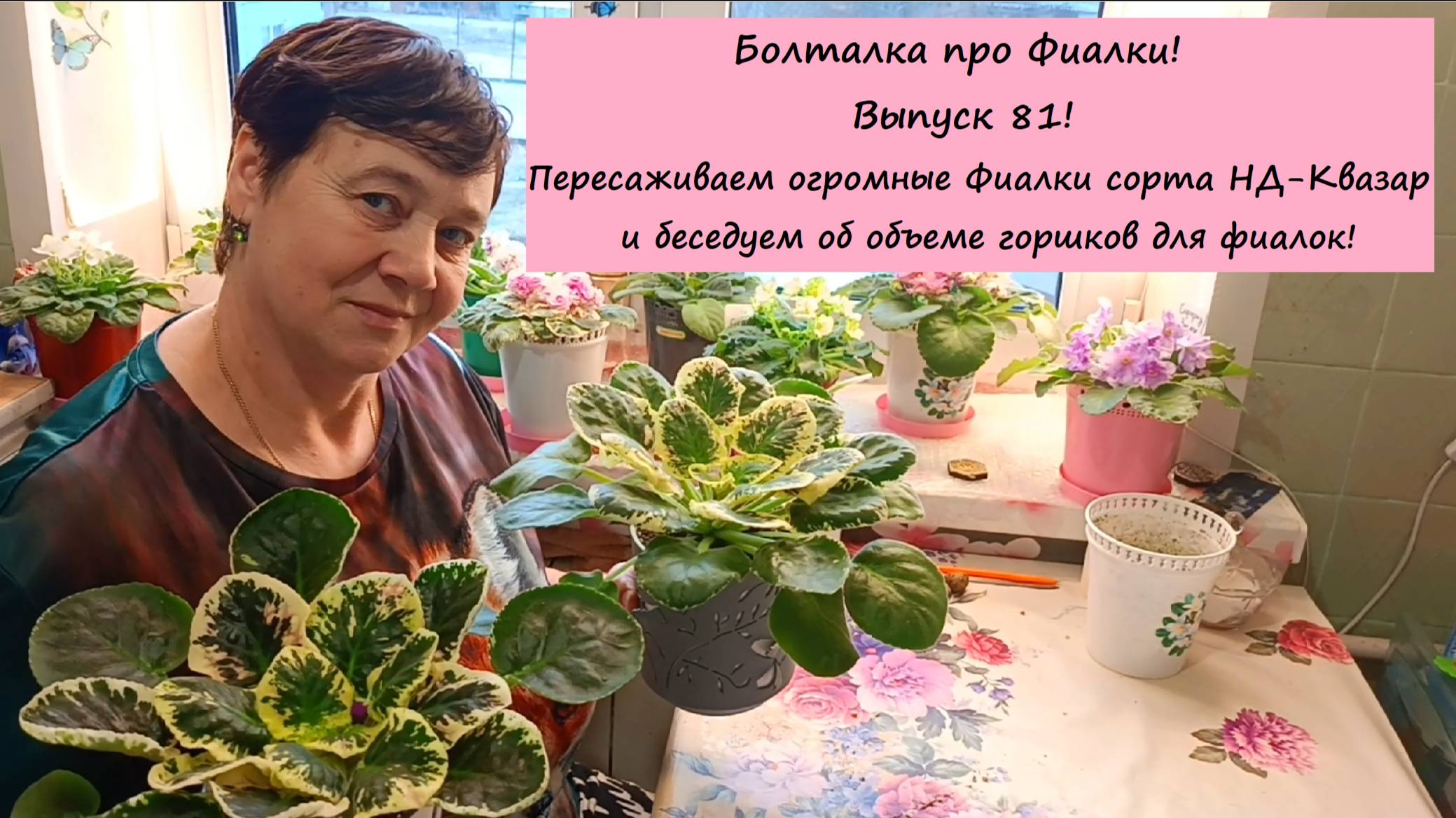Болталка про Фиалки! Выпуск 81! Пересаживаем Фиалки сорта НД-Квазар и беседуем об объеме горшков!