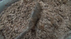 Мулий для черной львинки.