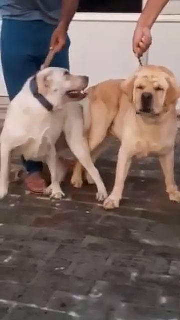 Dog my bob line mating stars karnal