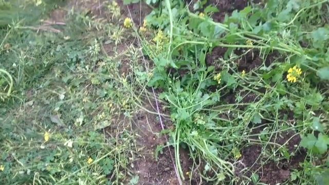 Подзимний посев моркови смотреть онлайн