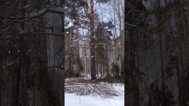 Расширение на линии!!! Смешно и не очень! Порвали лини электро передач! смотреть онлайн