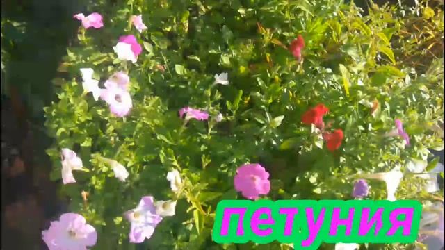 Цветы смотреть онлайн