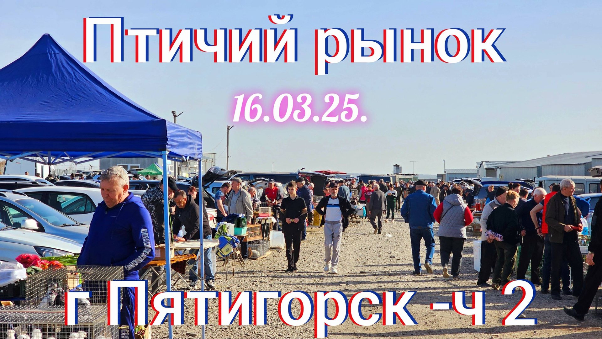 Голуби цены Птичий рынок г Пятигорск - ч2 смотреть онлайн