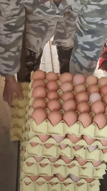 egg #farming #country #countrylife #chicken смотреть онлайн