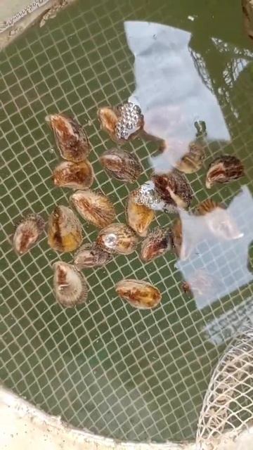 Gigas Oyster Myanmar farm смотреть онлайн