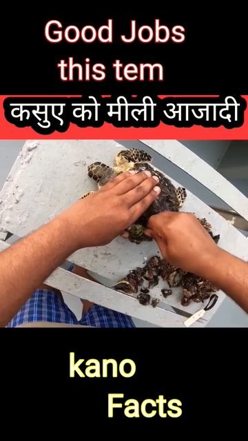 यह इसके साथ क्या हो गया 😱 #shorts #humanity #kanofacts #fact