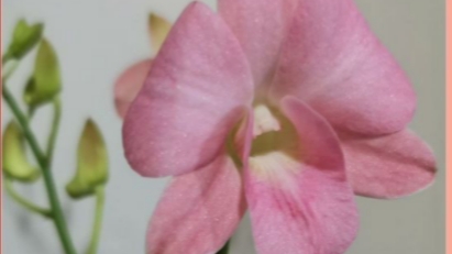 П-1. Ч-2. Спасение дендробиума фаленопсиса прибывшего ранней весной на Урал из Солнечного Тайланда.