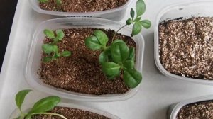 Всходы остеоспермума. Пикировка