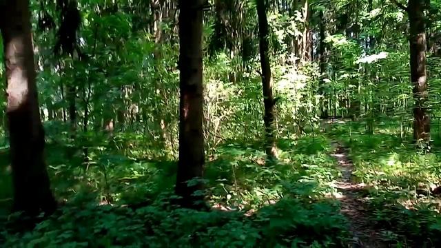 Звуки леса.