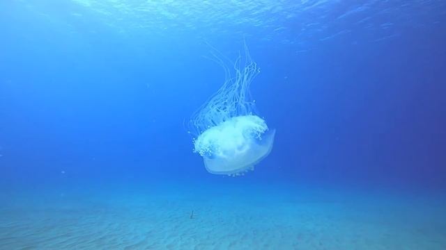 Scuba Diving Electric Beach on Oahu смотреть онлайн