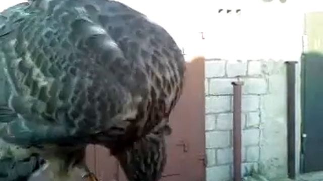 video-00016 смотреть онлайн