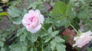 Роза Морден Блаш канадская парковая - Collicutt&Marshal