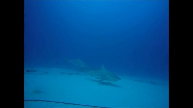 Bull Shark Diving in the Riviera Maya смотреть онлайн