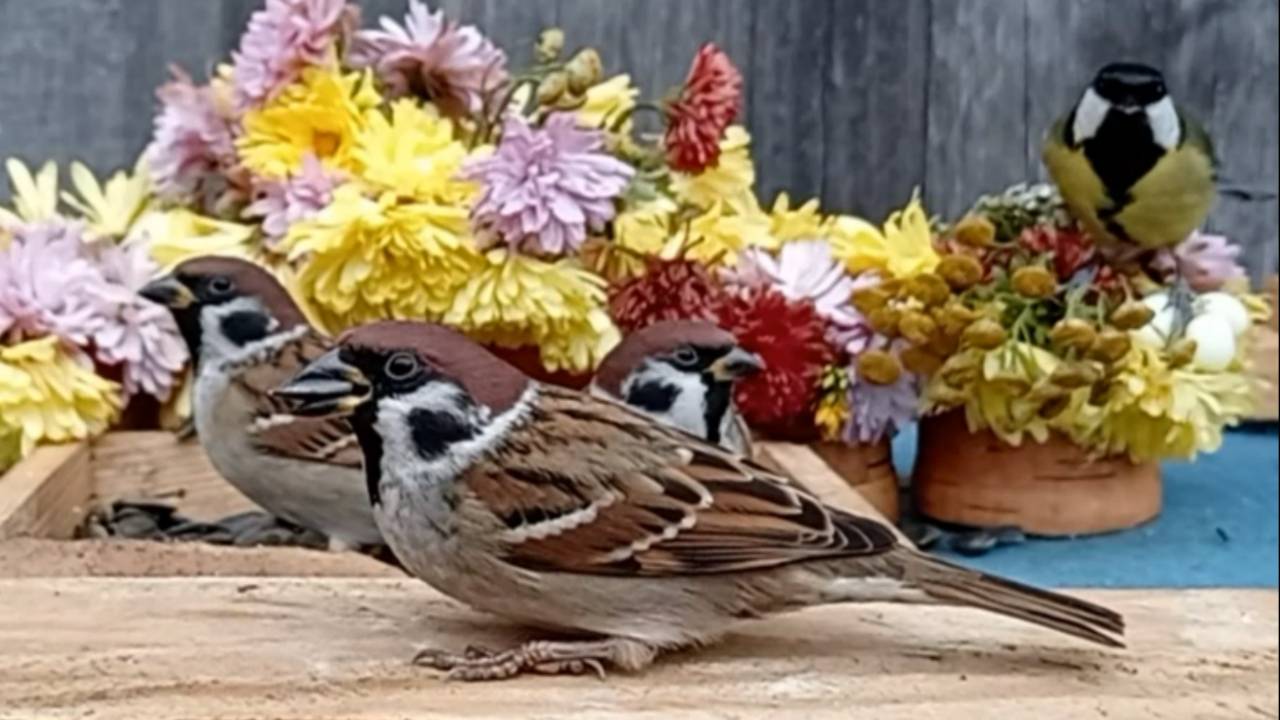 Воробьи и Синицы на кормушке смотреть онлайн