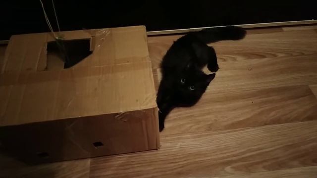 кошачьи игры в коробке. смотреть онлайн