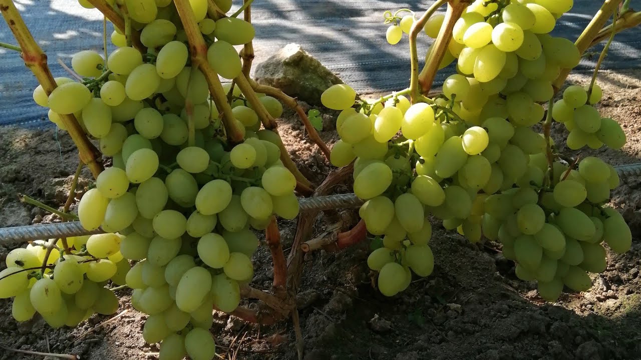 Мускат Дубовский