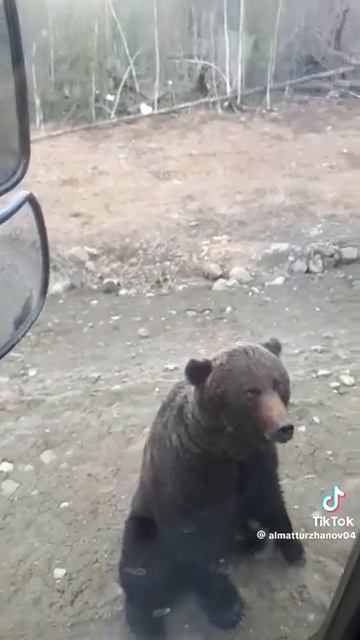 🐻 смотреть онлайн