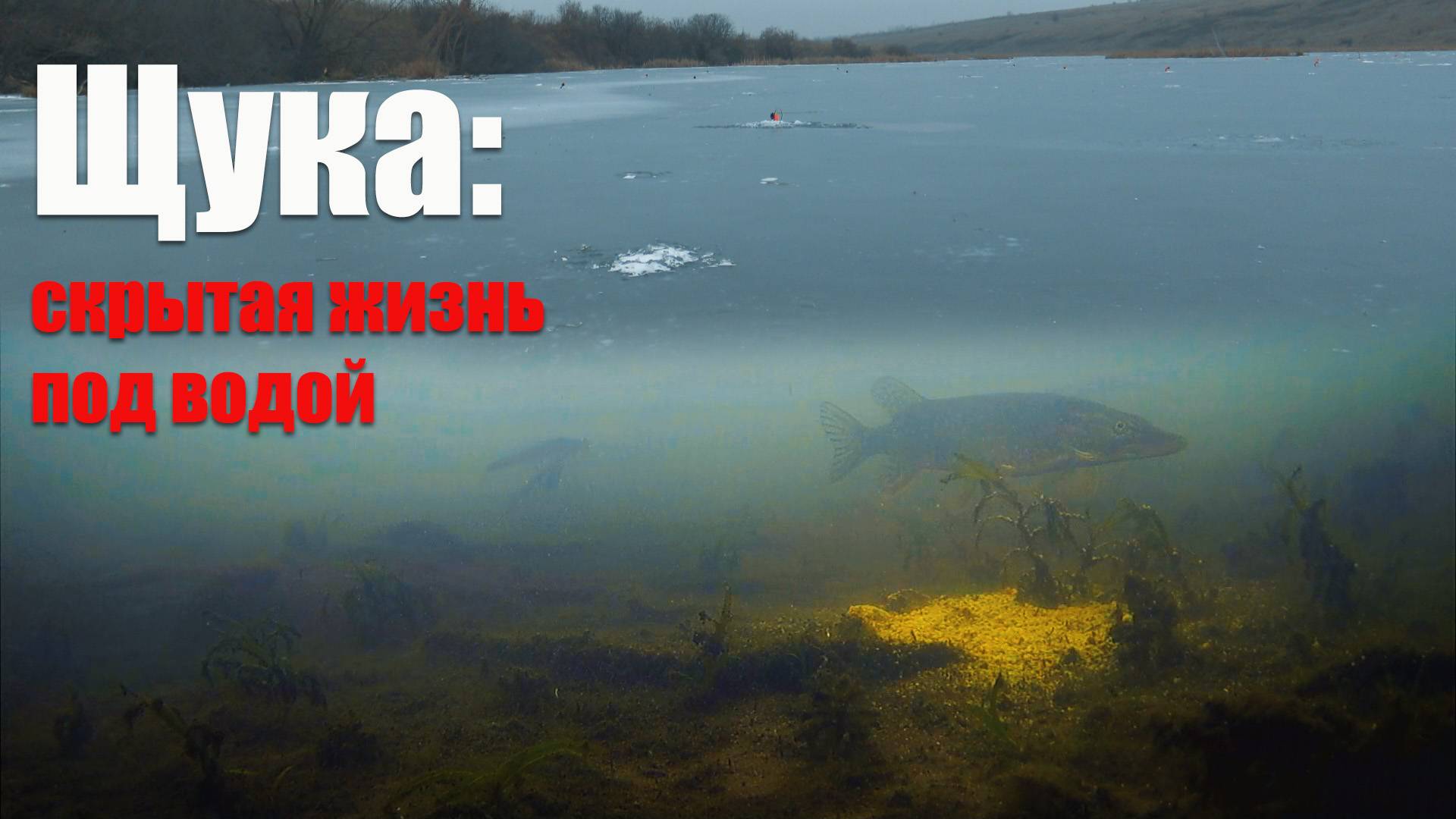 Щука в объективе: захватывающие подводные съемки на пруду