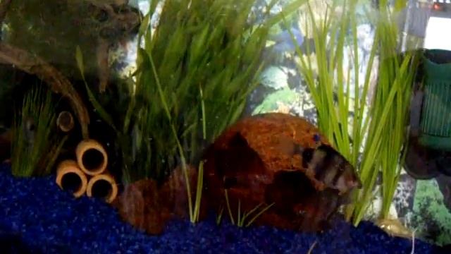 (#1) Purpurkopfbarben (black Ruby Barbs) + Zebrabärblinge (Danio Rerio)
