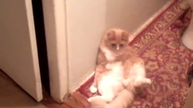 Задумчивый кот смотреть онлайн