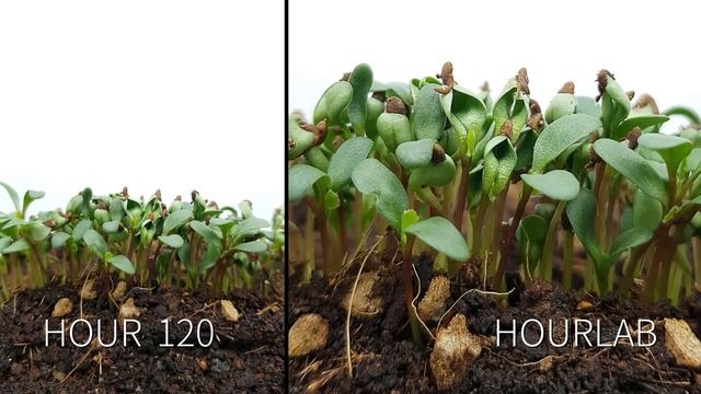 Alfalfa Sprout Growth | TIME LAPSE смотреть онлайн