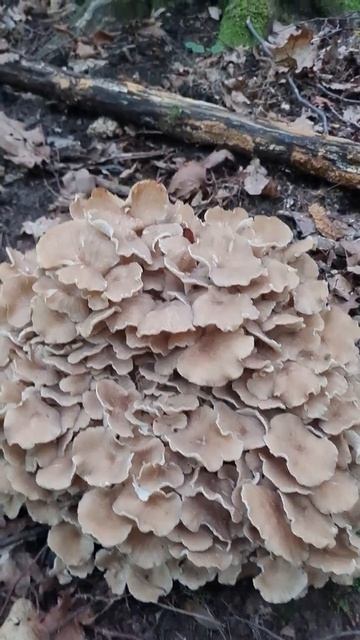 давайте познакомлю; СЧАСТЬЕ ГРИБНИКА, гриб баран, полипорус зонтичный #shorts смотреть онлайн