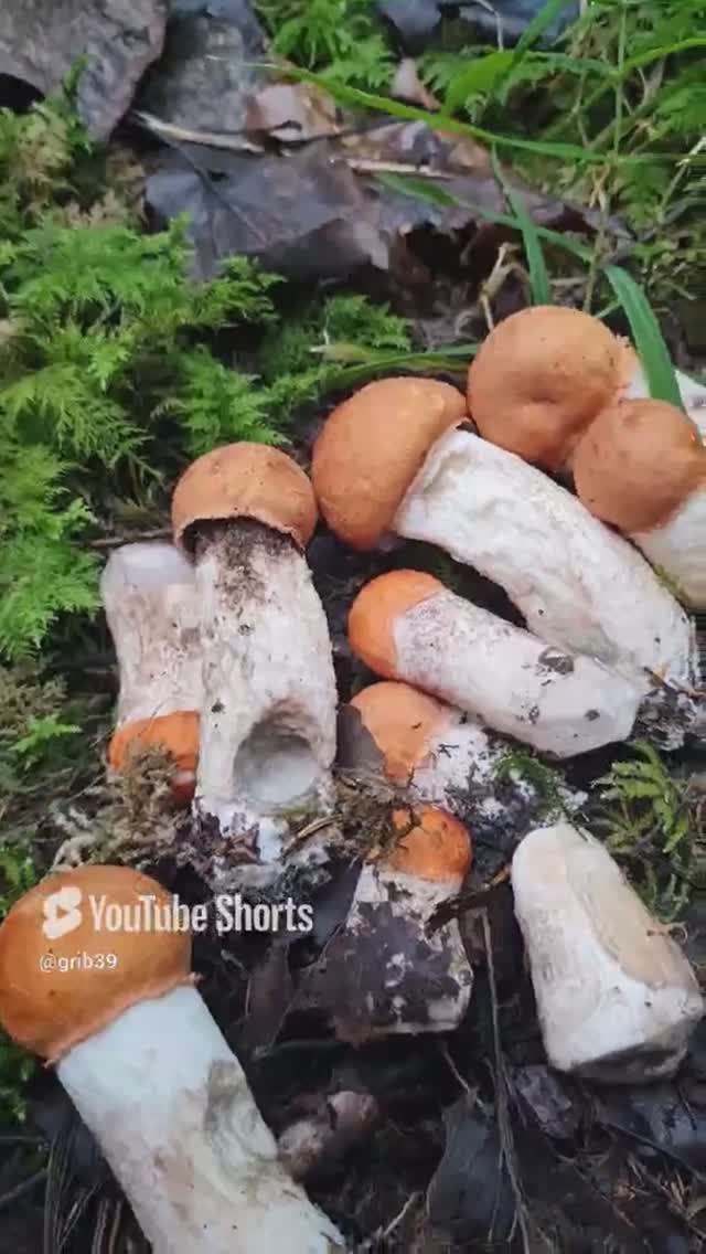 шикарный сбор грибов. ВОТ ЧТО ДОЖДЬ В ЛЕСУ ДЕЛАЕТ. подосиновик прет! #shorts смотреть онлайн