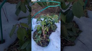 Рододендрон после зимы и защита его от солнечных ожогов весной