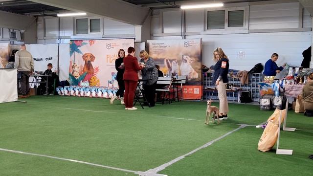 Монопородная выставка породы Малая итальянская борзая - Левретка, 15.03.2025 года. СПБ РОО КЛЖ"АЛЛЕН смотреть онлайн