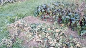 Срочная уборка овощей!