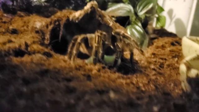 Aphonopelma seemanni vs hornworm смотреть онлайн