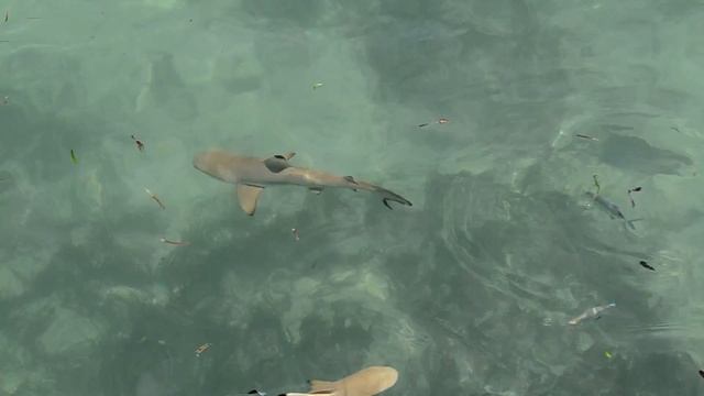 Акулы на Мальдивских пляжах))) Equator Villagе отель смотреть онлайн