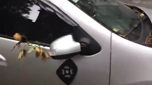 В Каменском на Медицинской ветка упала на едущей автомобиль смотреть онлайн