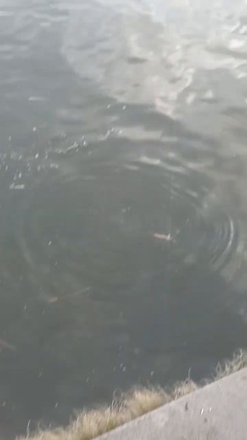 #сом #ростов #рыбалка #fishing #кайф #fish #рыбалочка смотреть онлайн