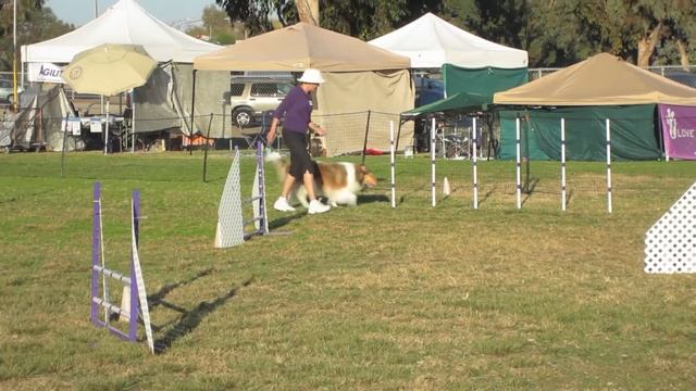 Collie Dog's First Agility Trial, Bonnie, Jumpers, Novice A, Preferred