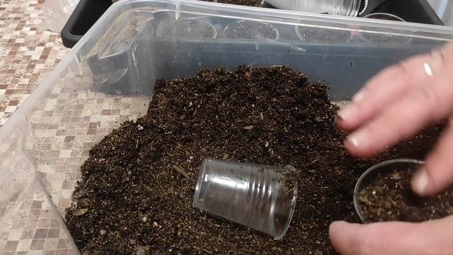 ПЕТУНИЯ. ЧЕРЕНКОВАНИЕ. ПРИЩИПКА. смотреть онлайн