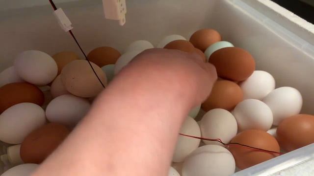 Серия 4) третий день инкубации инкубатор ряба 36. Китайский инкубатор. 10 марта 2025 года смотреть онлайн