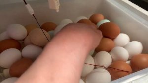 Серия 4) третий день инкубации инкубатор ряба 36. Китайский инкубатор. 10 марта 2025 года