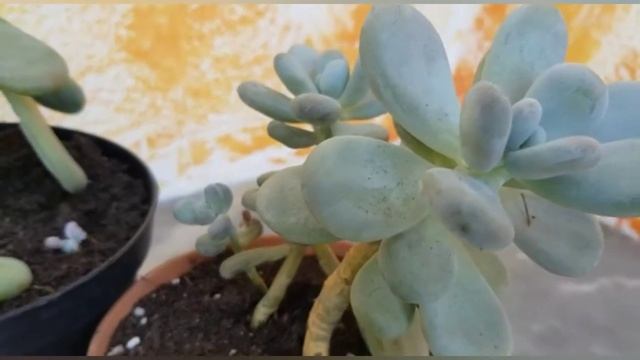 Pachyphytum Oviferum - Pianta succulenta #crassulacea смотреть онлайн