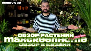 Обзор. Комнатные/горшечные растения и букеты в Казани. Выпуск 28.