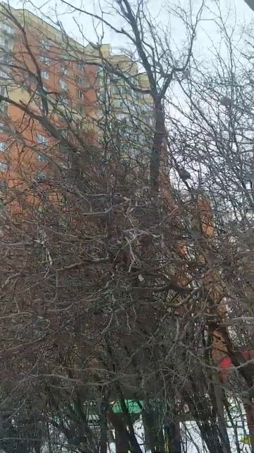 ВОРОБЬИНЫЙ ХОР смотреть онлайн