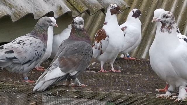 #БОЙНЫЕ ГОЛУБИ. Утренняя тренировка бакинских бойных голубей 30.10.2020г. смотреть онлайн