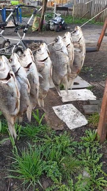 Сушим рыбку #деревня #жизньвдеревне #сухая #карась