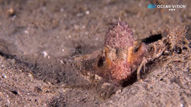Observing the Coconut Octopus | Dauin Critters смотреть онлайн