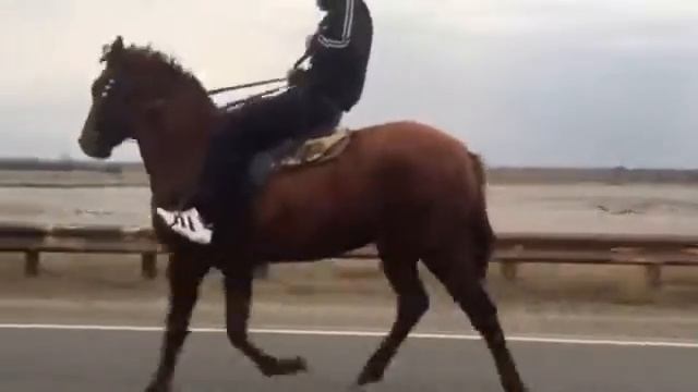 Элитный иноходец смотреть онлайн